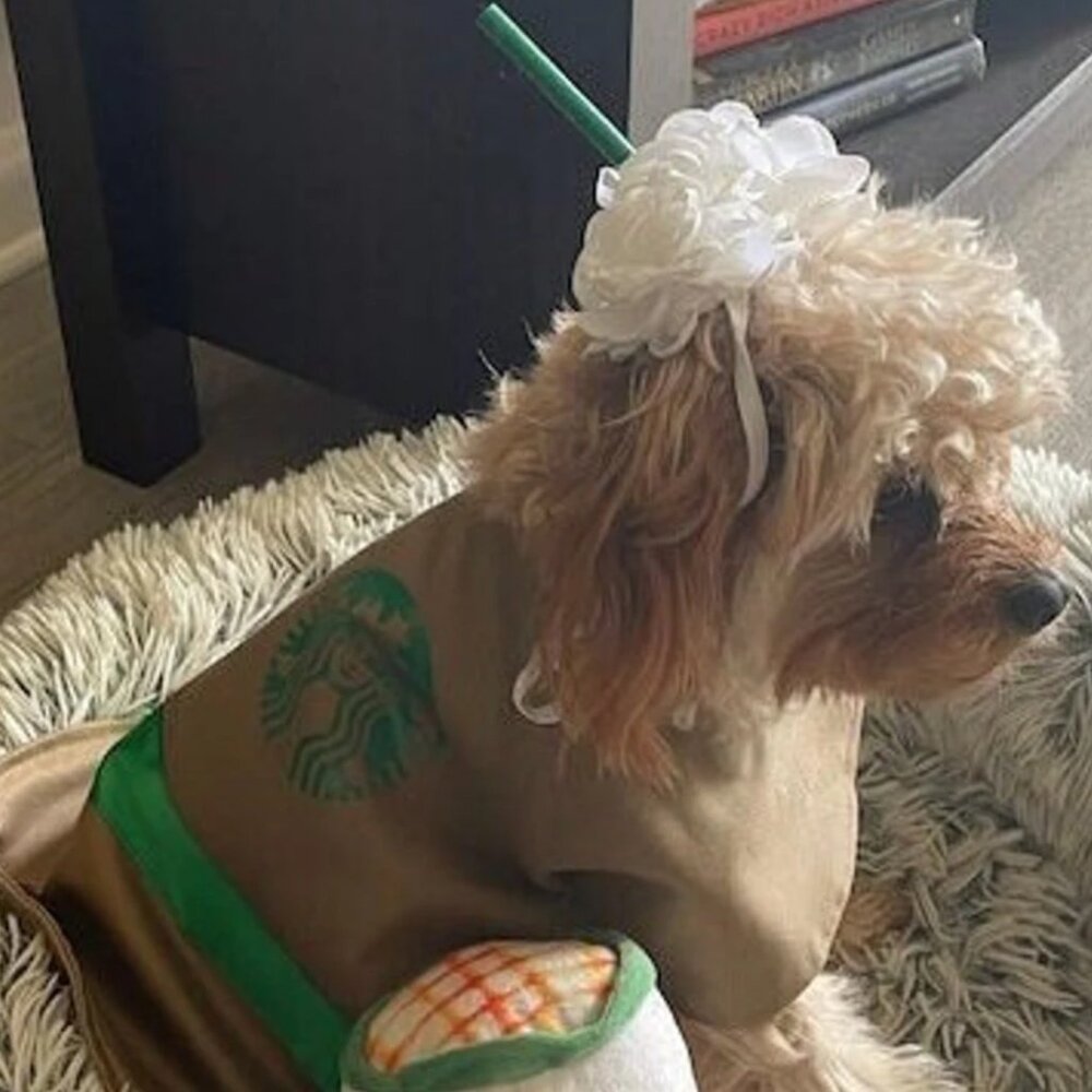 new Dog Halloween costume coffee starbucks 2 piece shirt and headpiece XL XXL